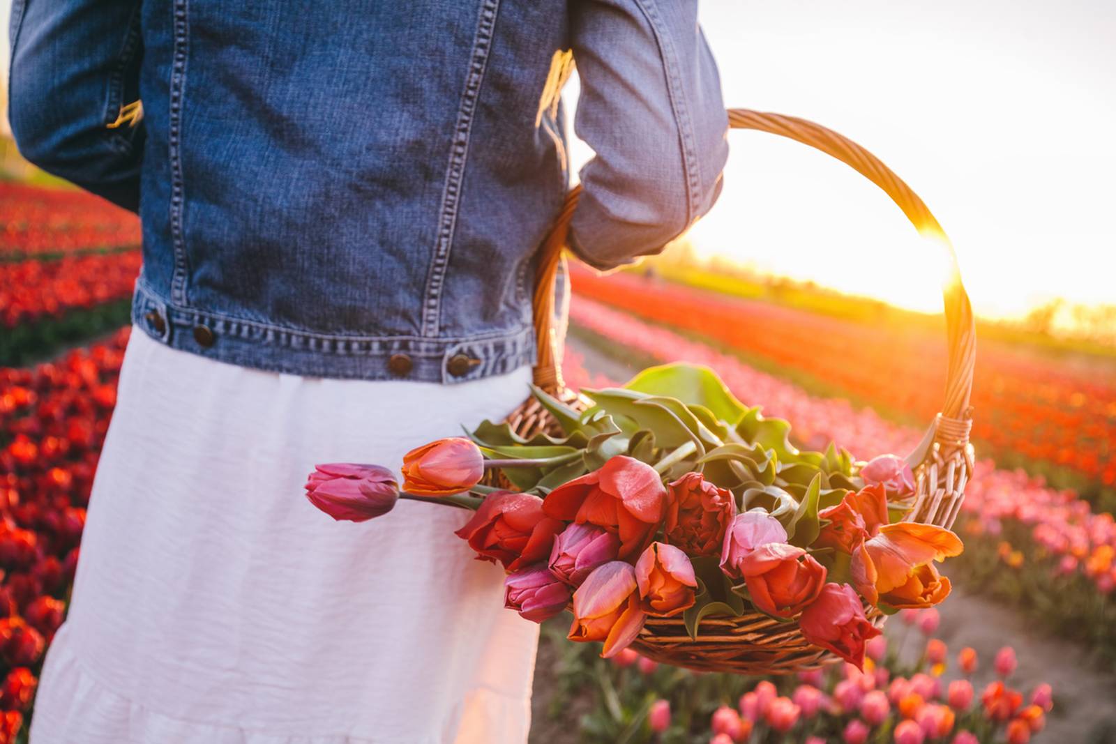 Vrouw in de tulpenvelden met een mand geplukte tulpen