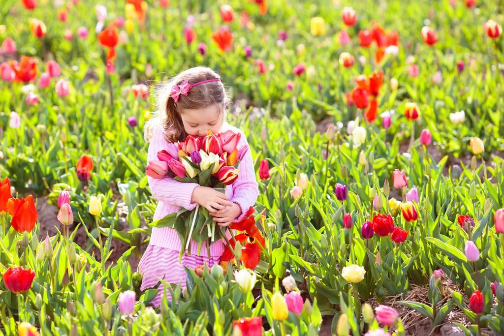Meisje dat tulpen aan het plukken is in het veld
