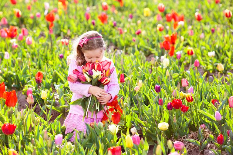 Meisje dat tulpen aan het plukken is in het veld
