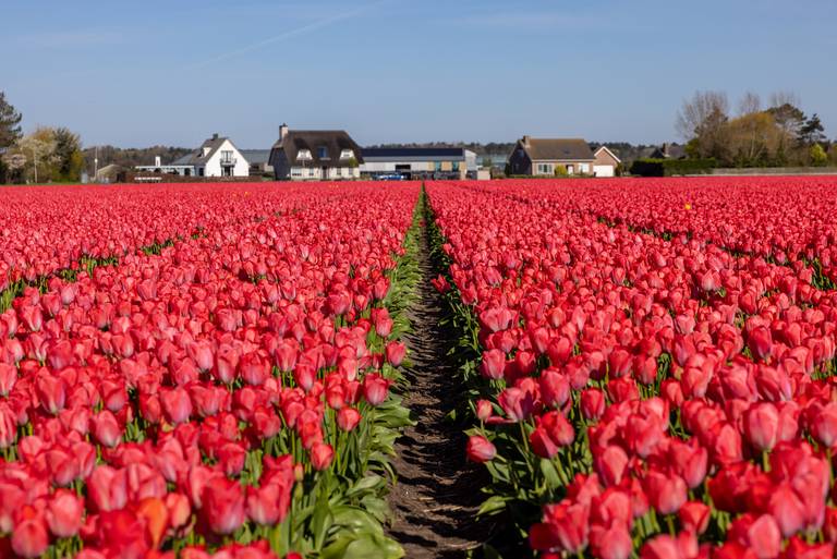 campi di tulipani a Hillegom