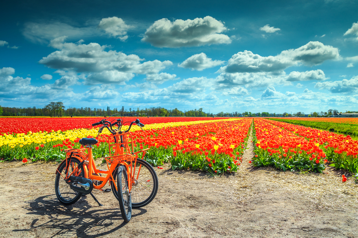 olanda, giro in bici per campi di tuilipani