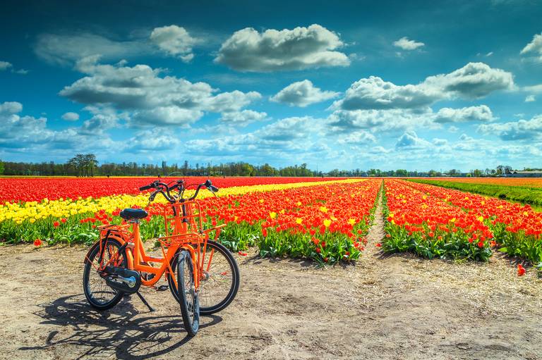 olanda, giro in bici per campi di tuilipani