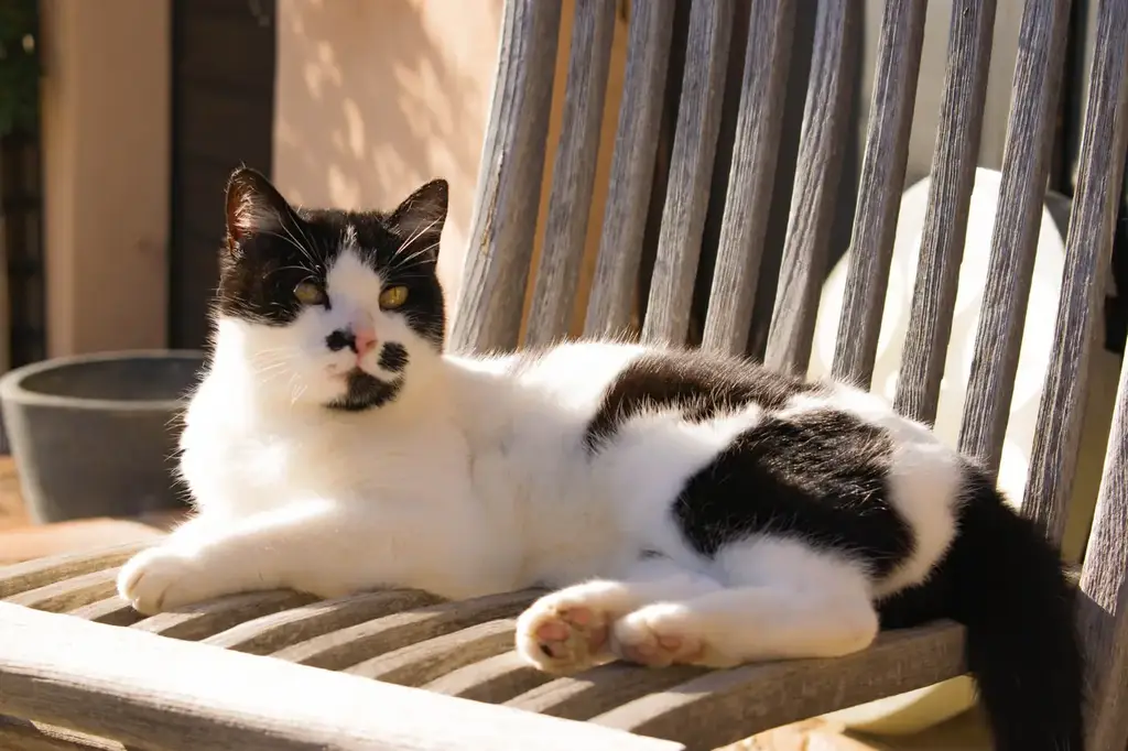 Black and white cat lounging on a wooden chair in the sunlight, looking to the side.
