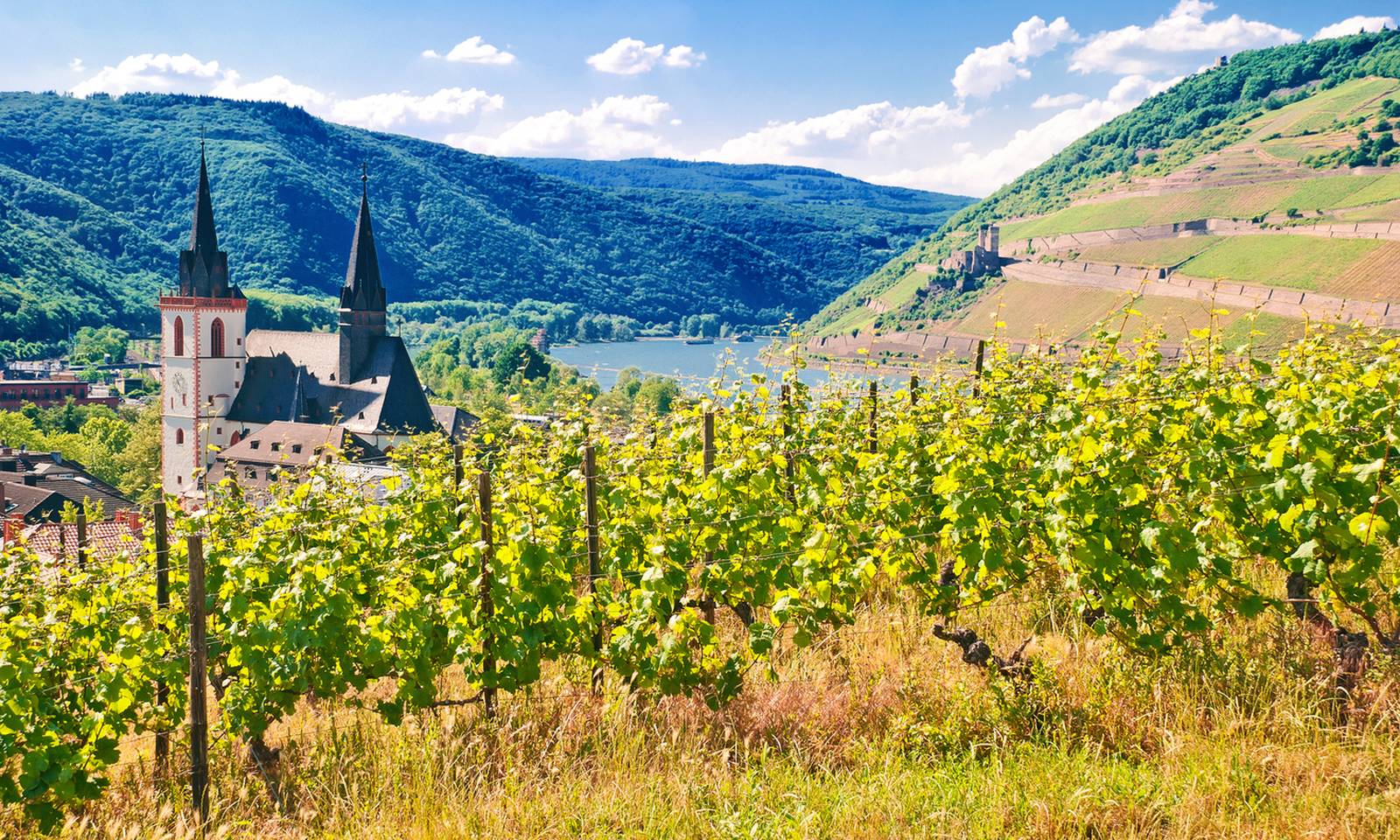 Blick über die Weinberge auf den Rhein