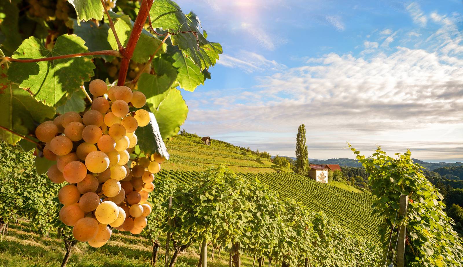 Sur les plus belles routes des vins en Europe. L'automne dans un B&B unique