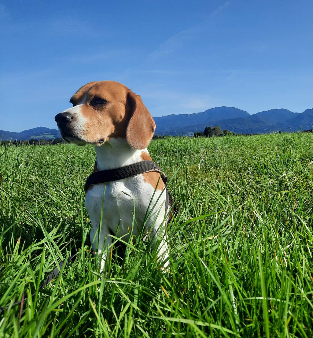 Hund in Wiese