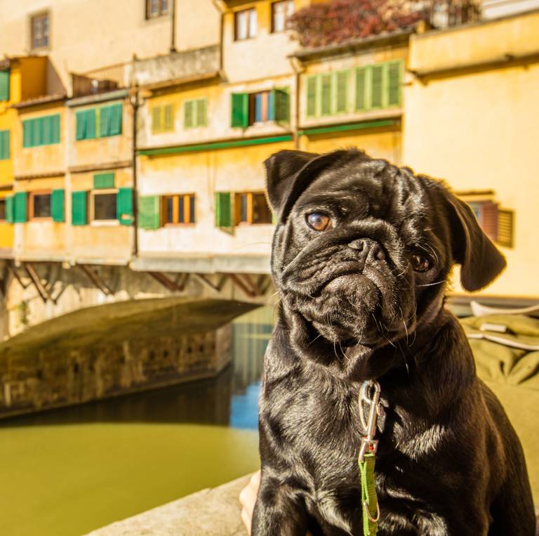 Ponte vecchio Firenze con animali