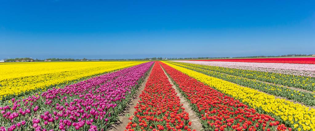 Primavera e campi di tulipani in Olanda: Festival, itinerari e villaggi della Bollenstreek