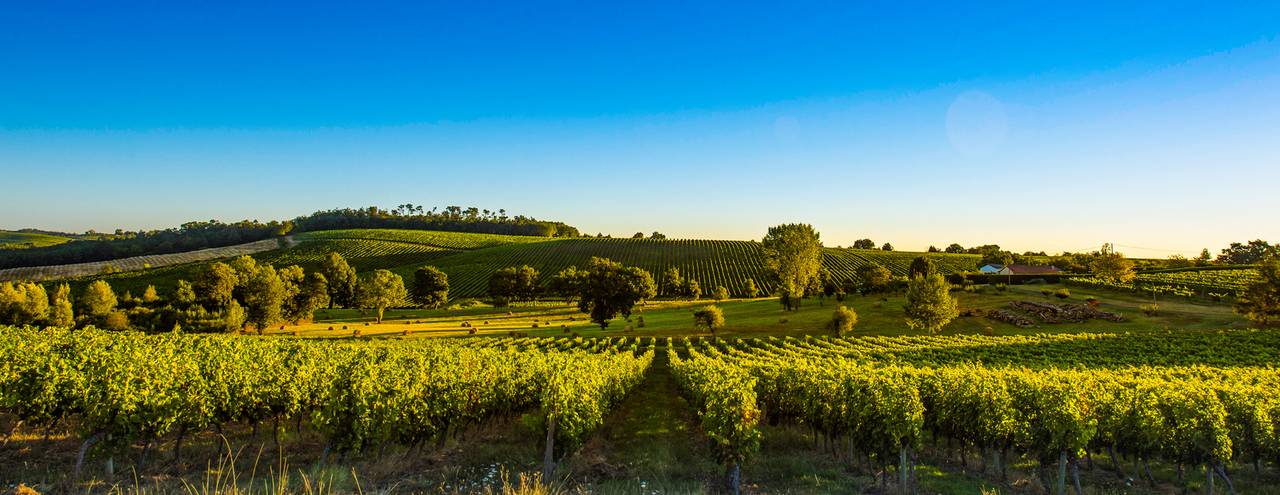 Stimmungsvolle Weinberglandschaft mit Reben in Reihen, hügeliger Umgebung und blauem Himmel im warmen Licht des Sonnenuntergangs