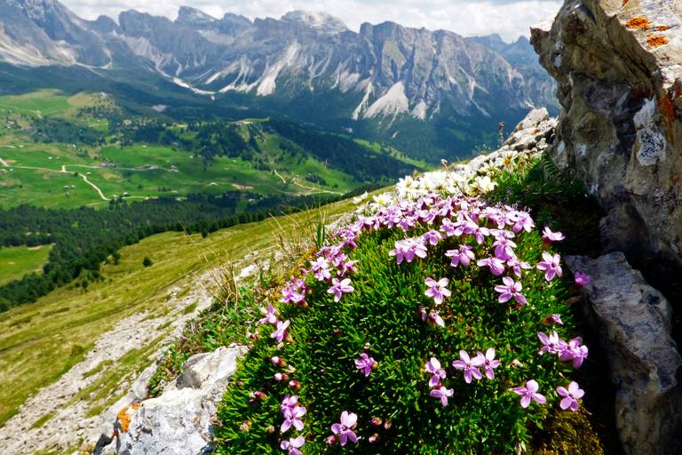 Lila Wildblumen auf einem felsigen Vorsprung blicken über ein üppig grünes Tal mit fernen, schroffen Bergen unter einem teilweise bewölkten Himmel.