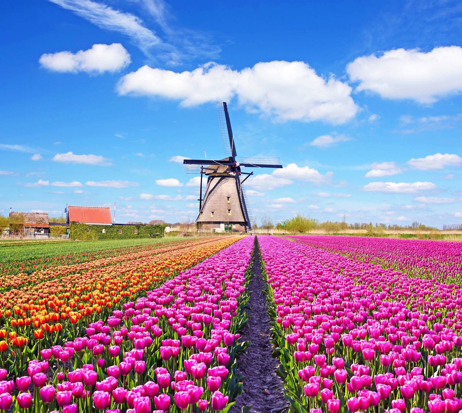 Bollenvelden in Nederland met een molen
