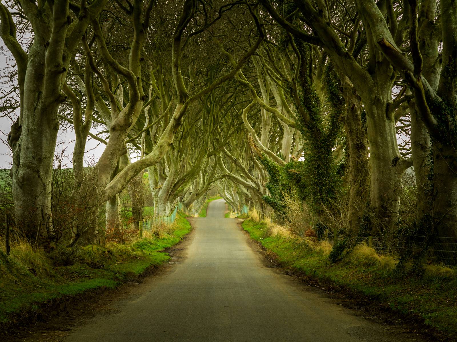 The Dark Hedges, Northern Ireland