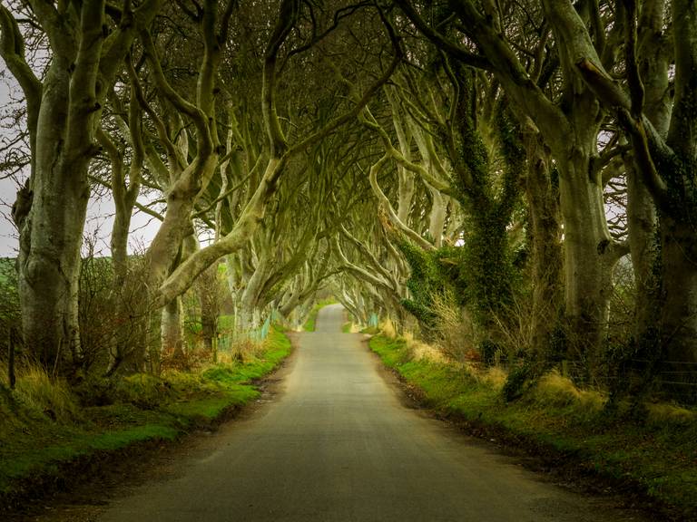 Les haies sombres, Irlande du Nord