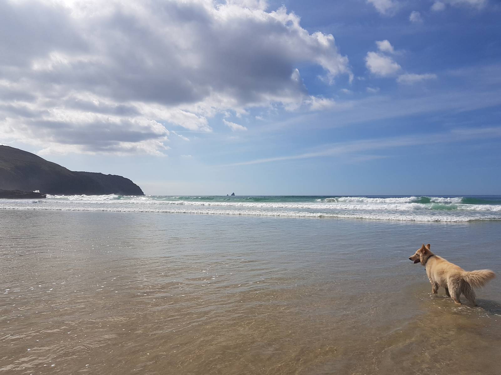 A dog stands in shallow water on a beach under a partly cloudy sky, with waves gently crashing and a distant hill in the background.
