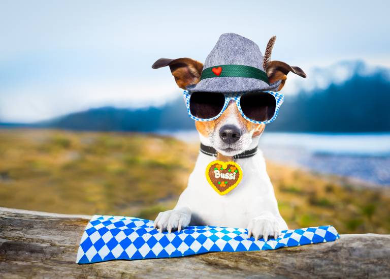 Ein Jack-Russell-Terrier trägt einen grauen Alpenhut mit Feder, eine Sonnenbrille und eine „Bussi“-Herzkekskette, die Pfoten auf blau-weiß kariertem bayerischen Tuch.