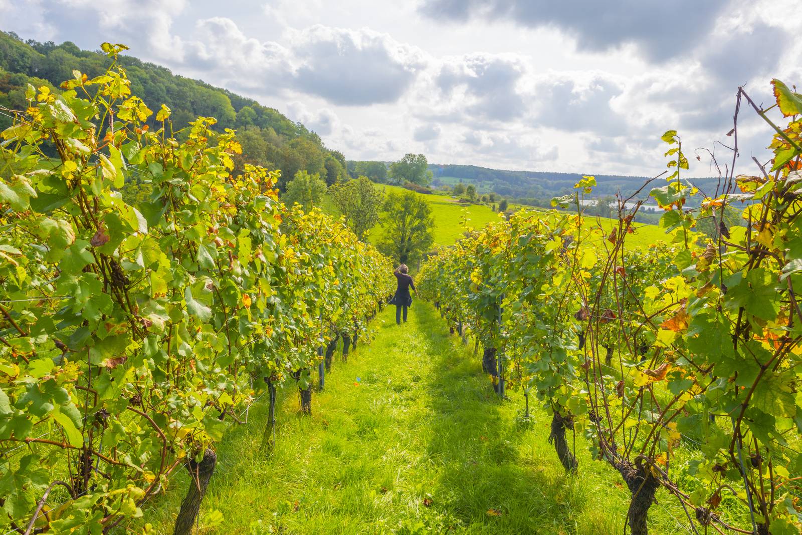 Wandelen door de wijnvelden in het Belgische Hageland