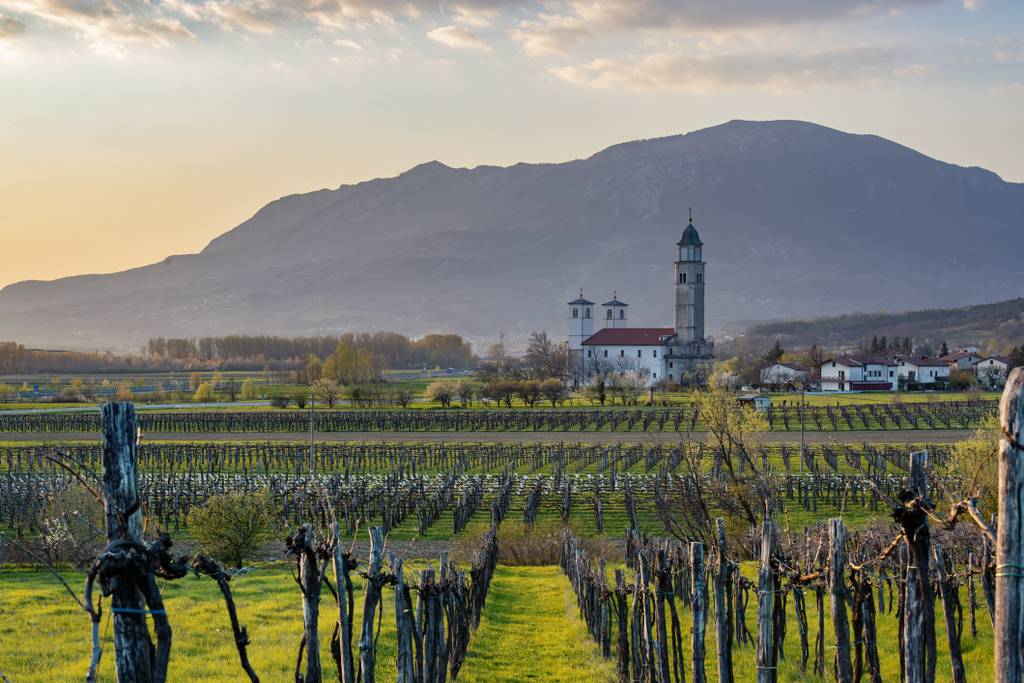 Viñedos en el Valle de Vipava en Eslovenia