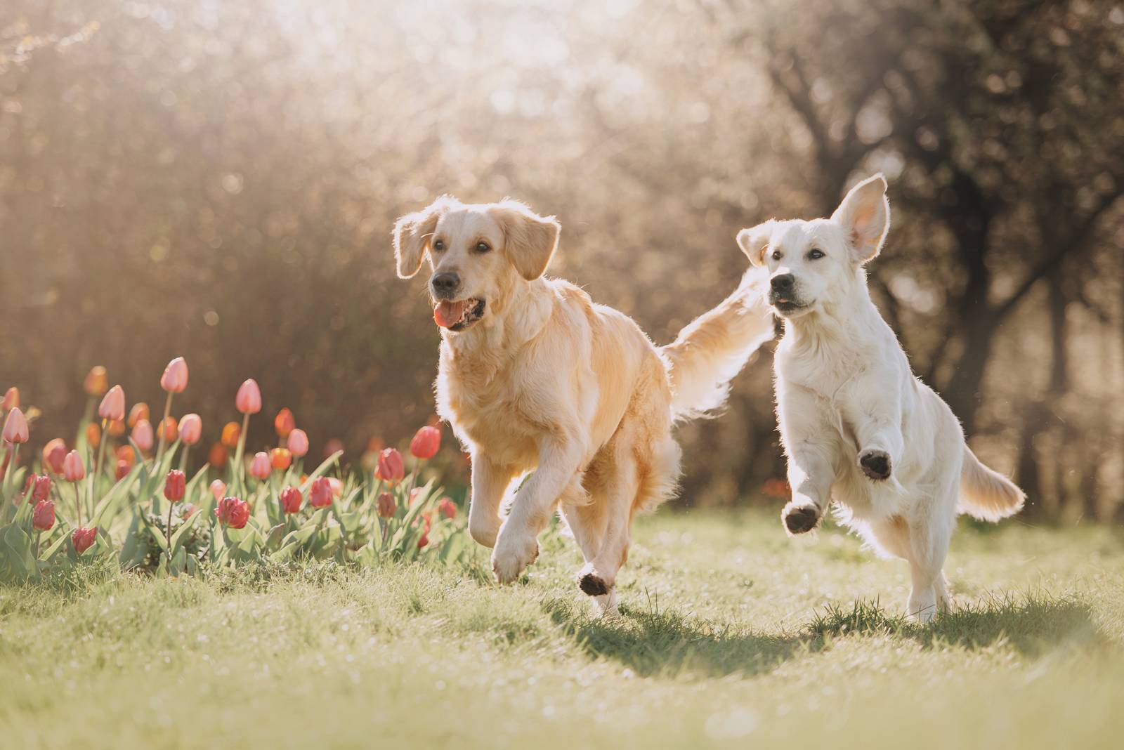 Reisen mit Hund