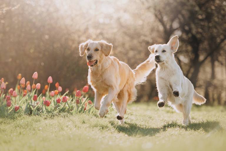 Reisen mit Hund - Urlaub ohne Kompromisse