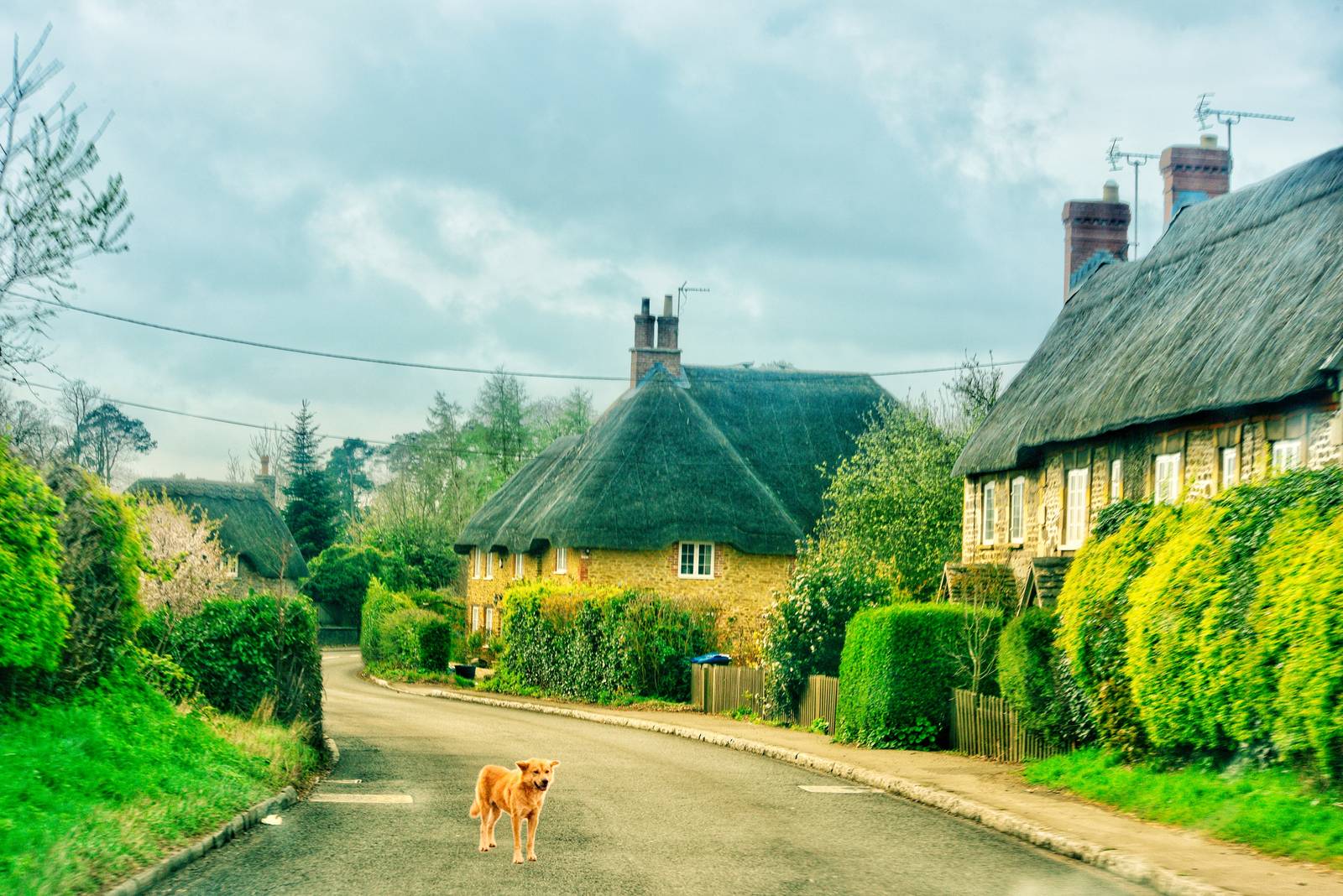 A dog stands on a quiet village road, surrounded by charming thatched-roof cottages and lush greenery under a cloudy sky.