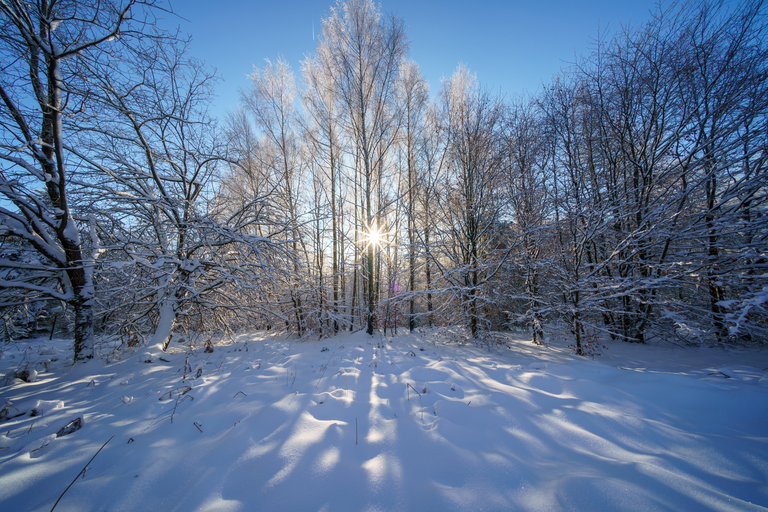 Von der Sonne durchfluteter Winterwald mit Birken; die tiefe Sonne blickt durch die Stämme und wirft lange Schatten auf den frischen Schnee.
