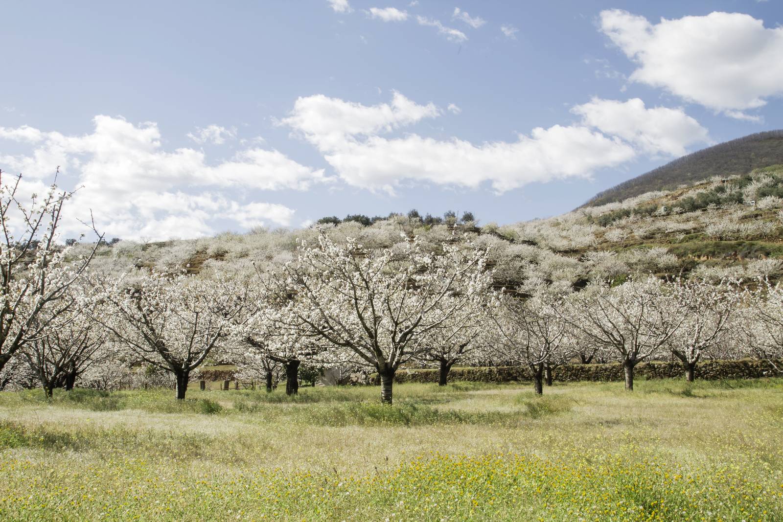 cerezos en flor en el valle del jerte