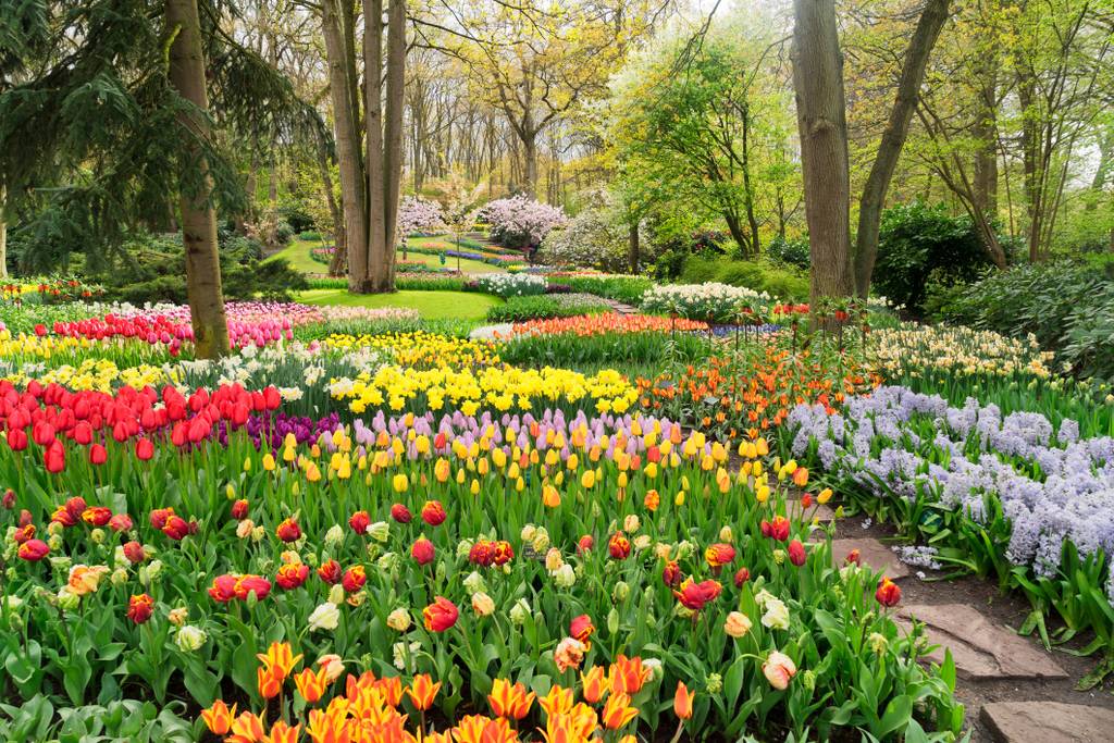 Visita i campi di tulipani in Olanda