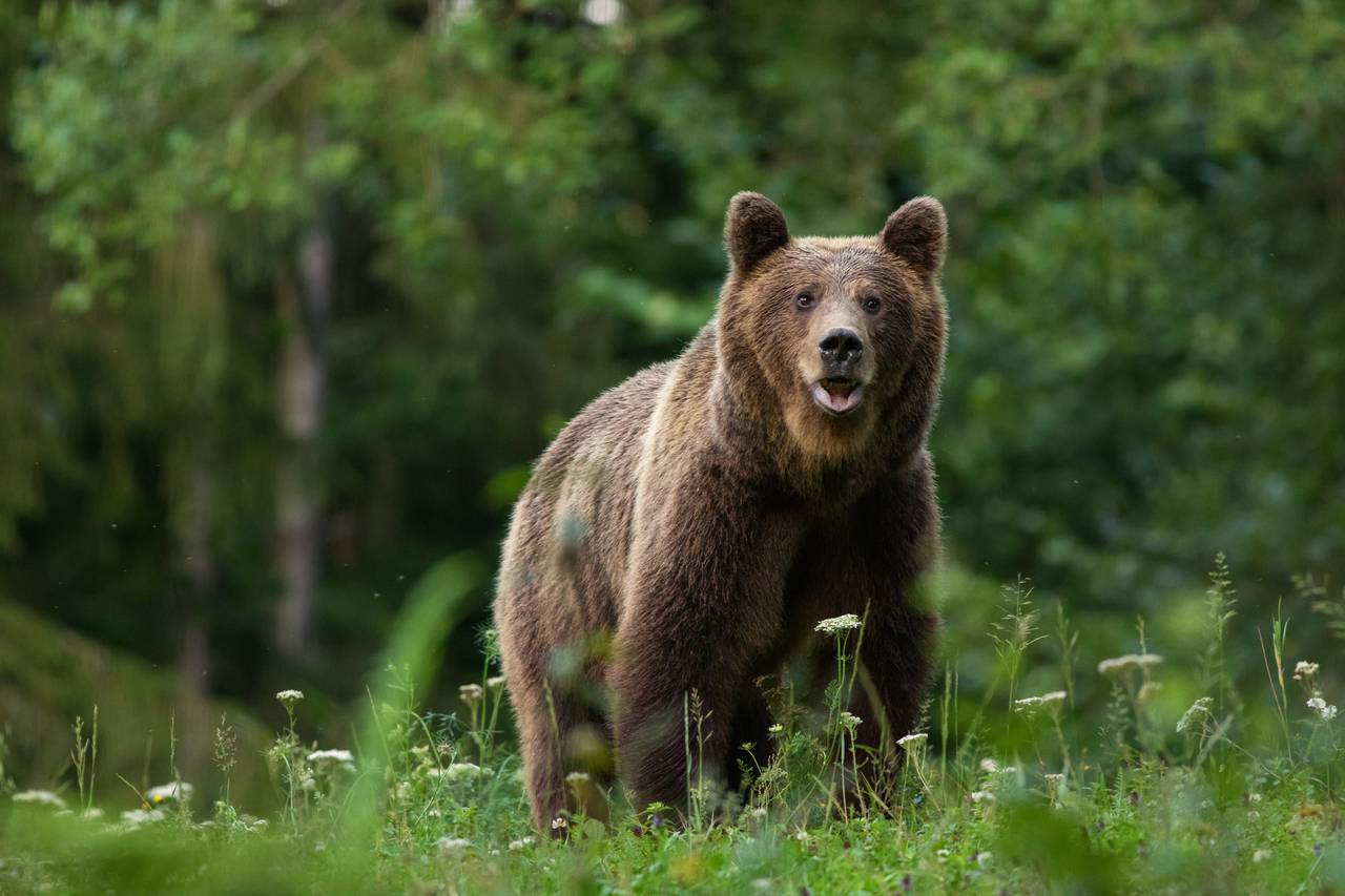 Ein Braunbär steht aufmerksam in einer üppig grünen Waldlichtung, umgeben von Gras und Wildblumen