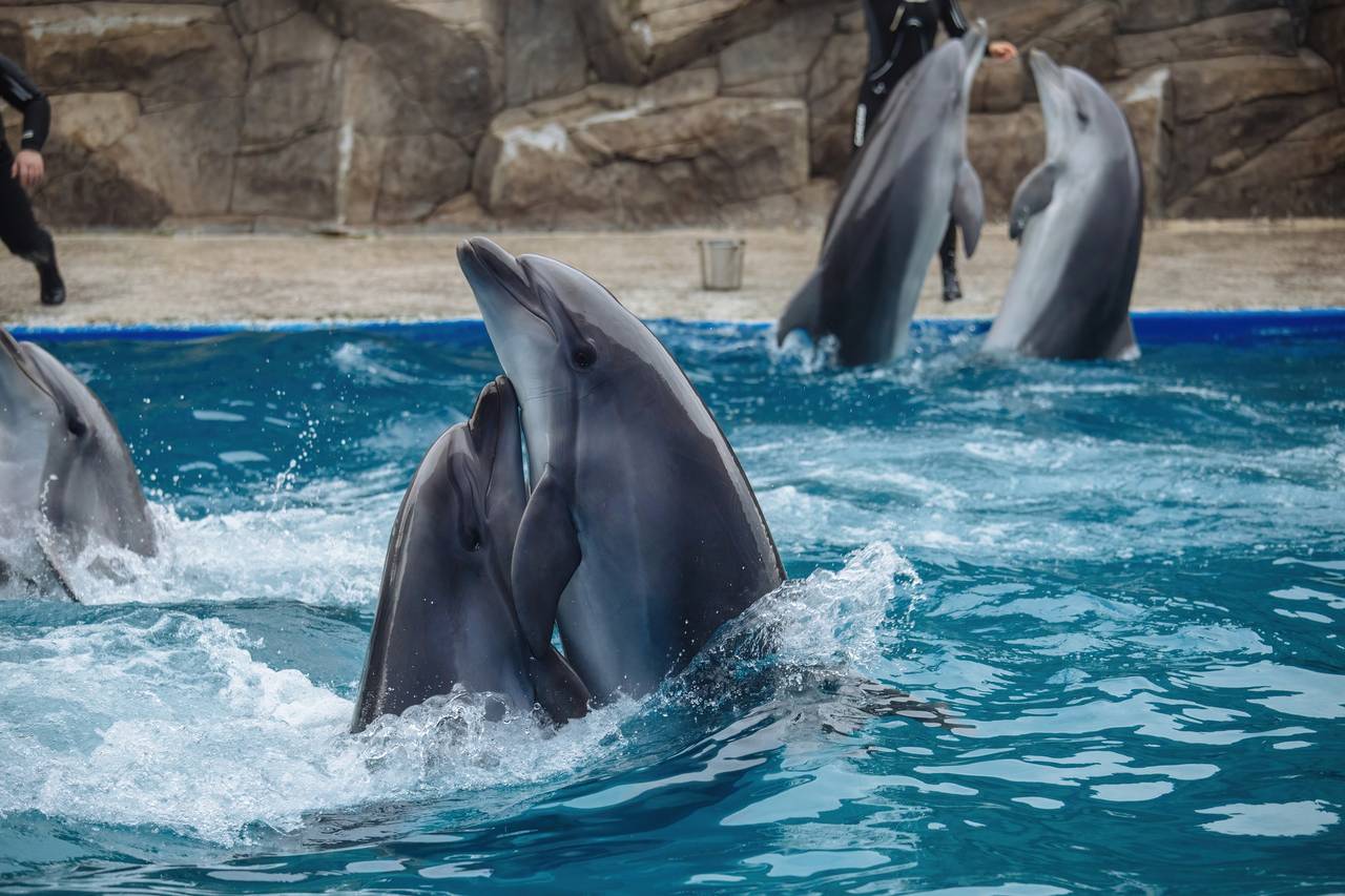 Delphine performen in einem Pool, im Hintergrund zwei Trainer