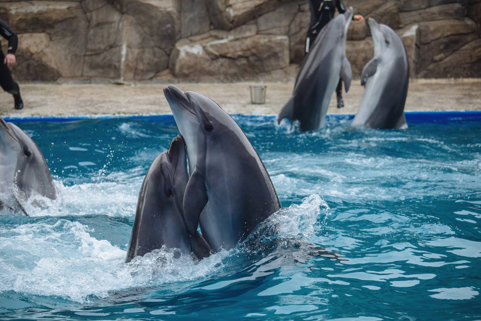 Delphine performen in einem Pool, im Hintergrund zwei Trainer