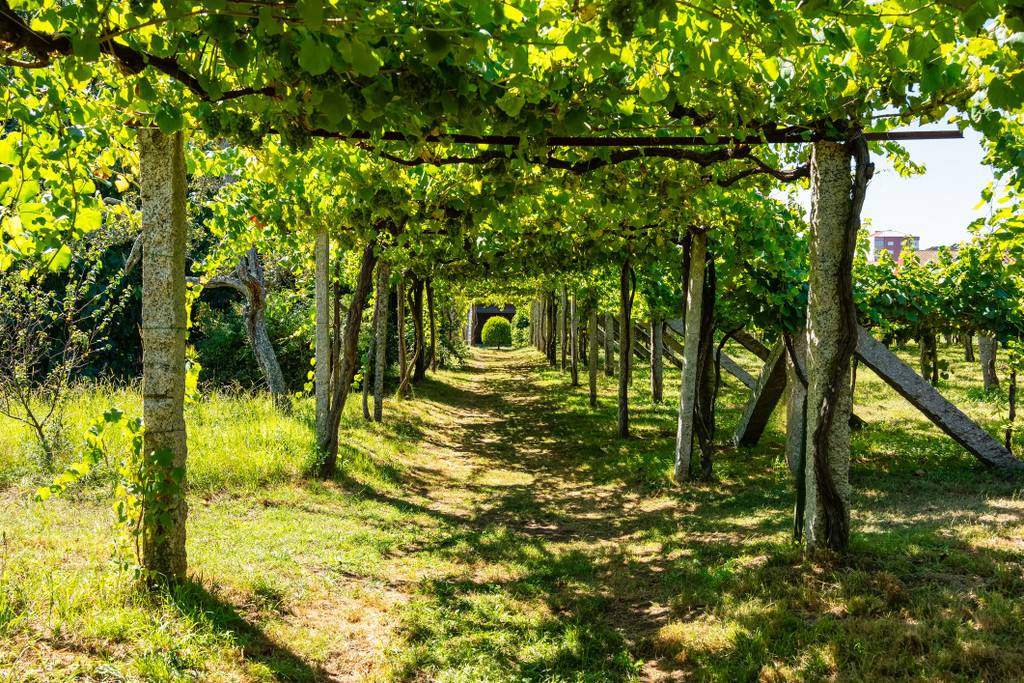 Viñedos en Cambados en las Rías Baixas