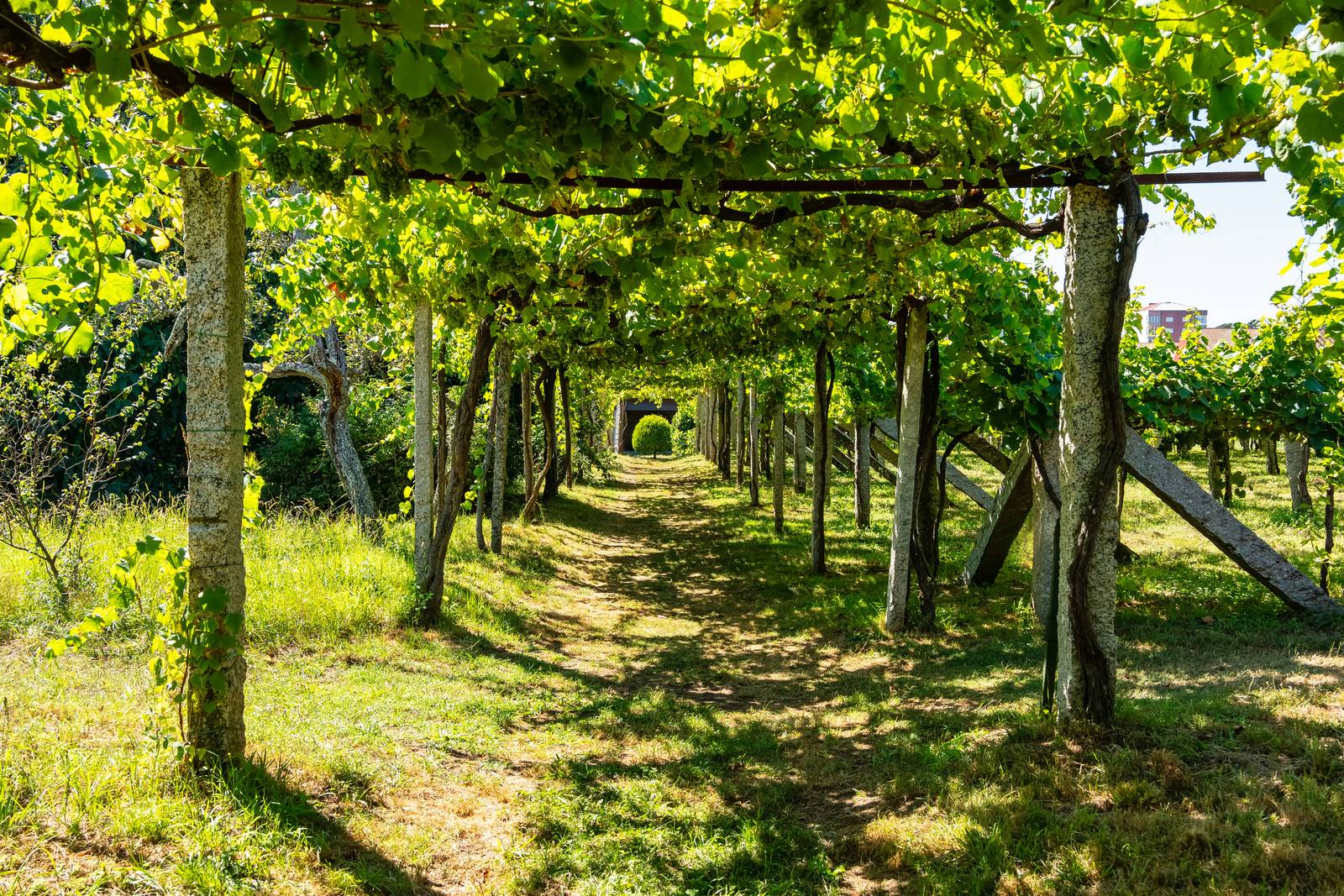 Viñedos en Cambados en las Rías Baixas