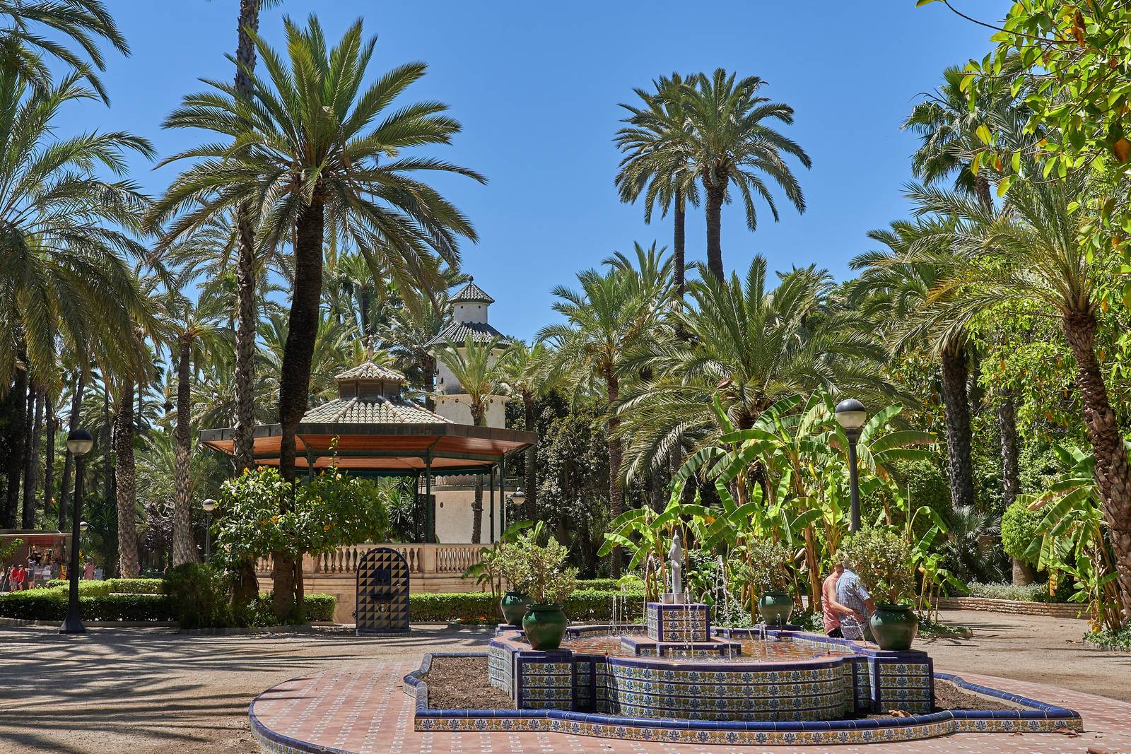 Palmeral de Elche en Alicante