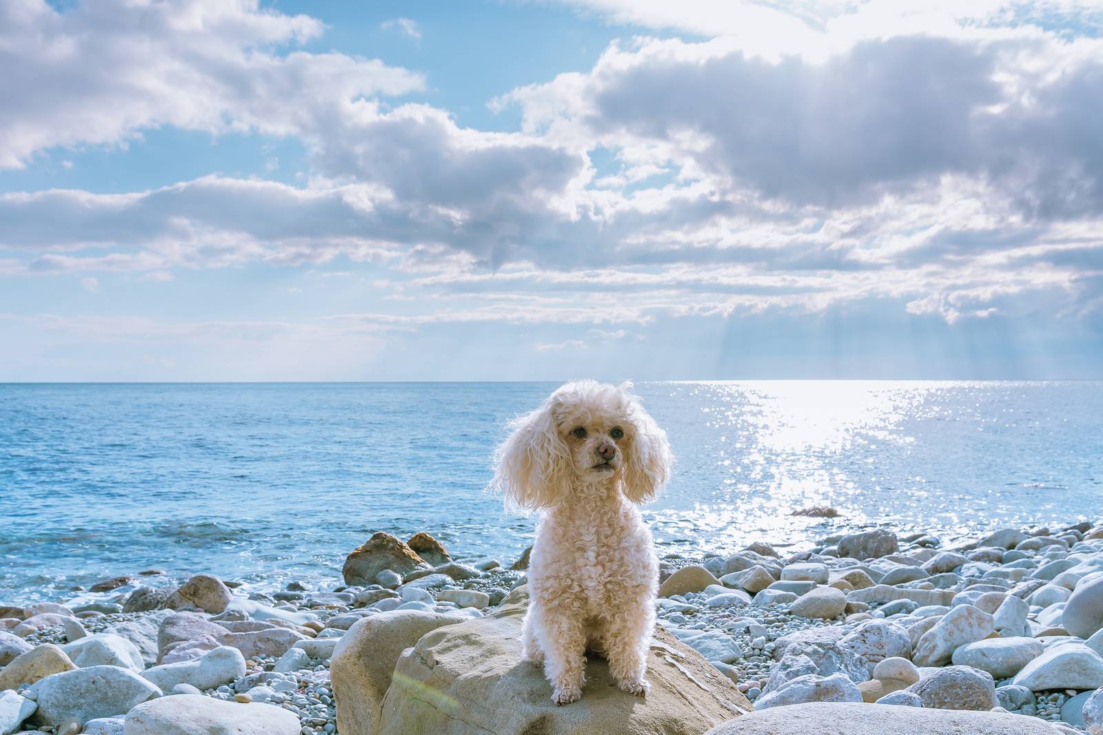 spiaggia animali ammessi riviera del conero