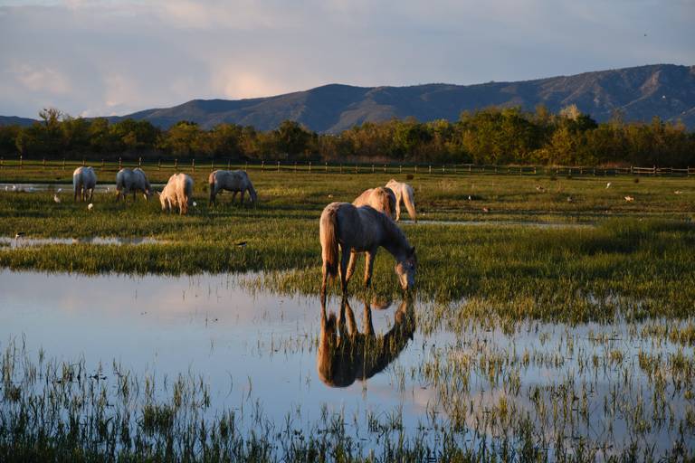 Aiguamolls de l'Empordà