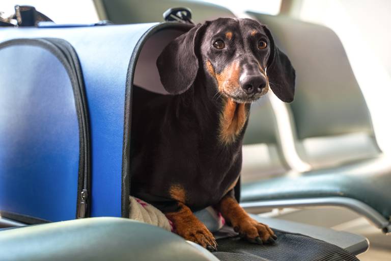 Black-and-tan dachshund peeking from a blue pet carrier on waiting-room chairs.