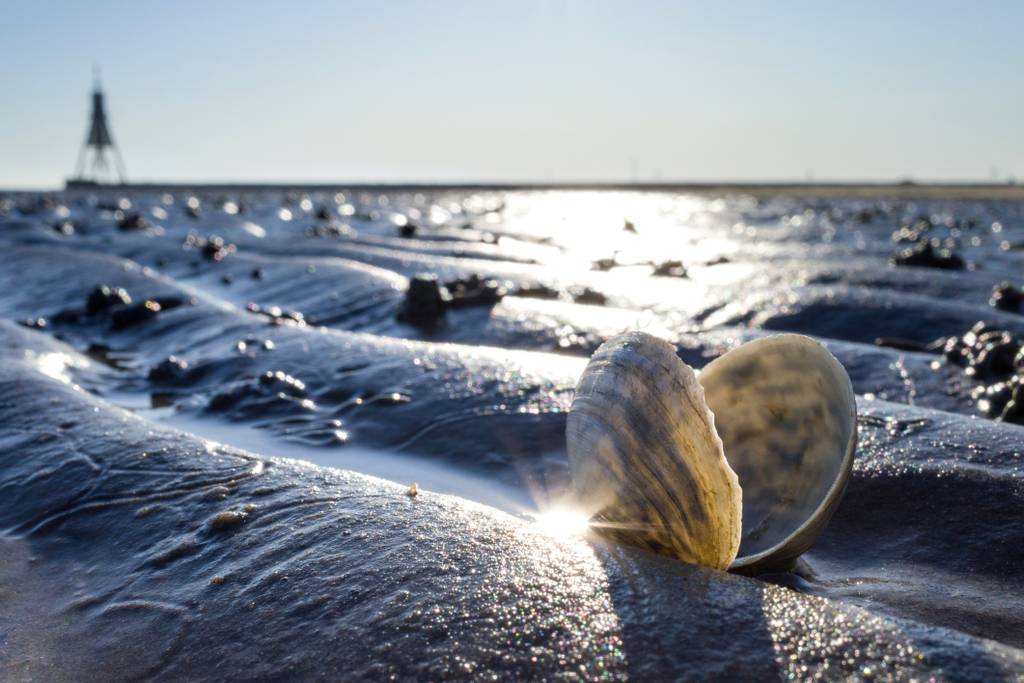 Geöffnete Muschelschale auf nassem, welligem Sand bei Ebbe, Sonnenlicht glitzert darauf, im Hintergrund ein entfernter Seezeichenpfahl.