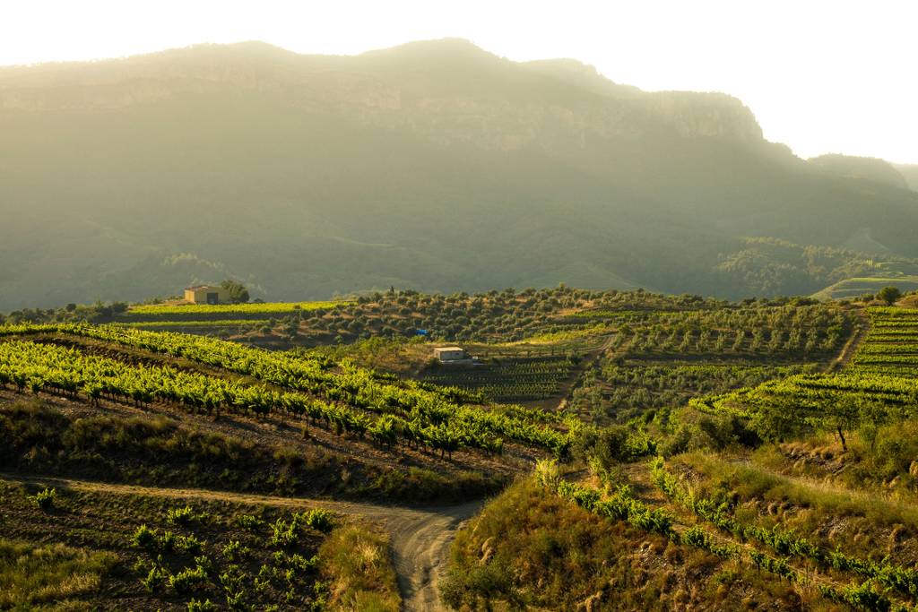Viñedos en El Priorat en Cataluña