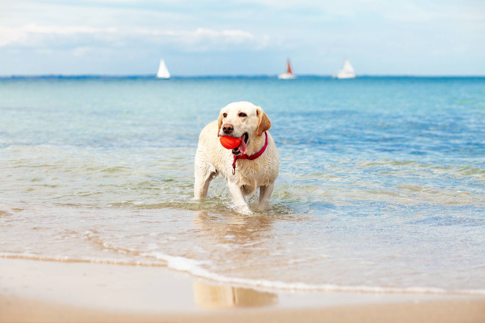 Vacanze con animali in B&B pet-friendly