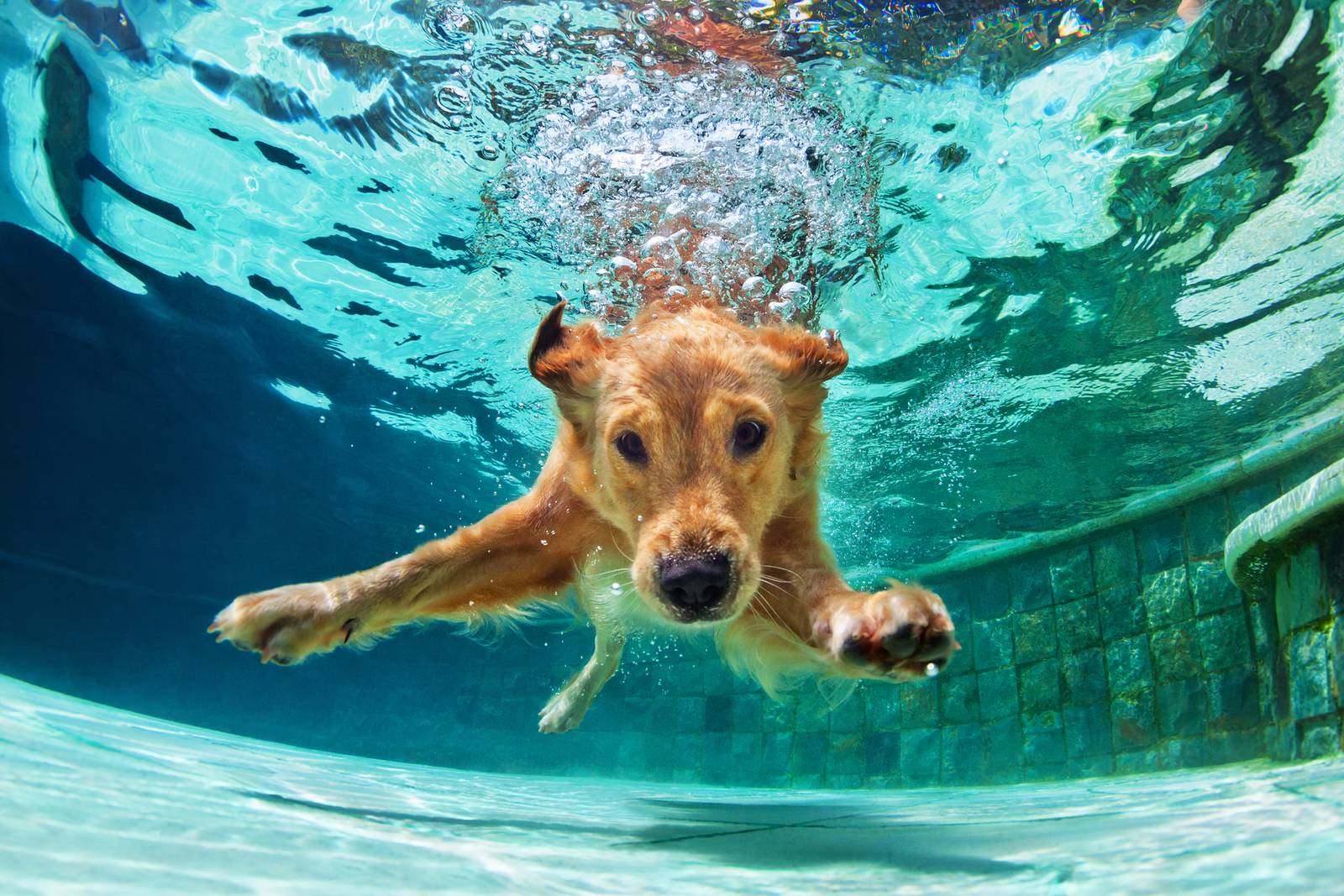 Reisen mit Hund