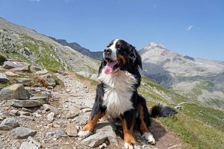 Ein Berner Sennenhund sitzt auf einem felsigen Alpenpfad, die Zunge heraushängend, mit Bergen und klarem blauem Himmel im Hintergrund.