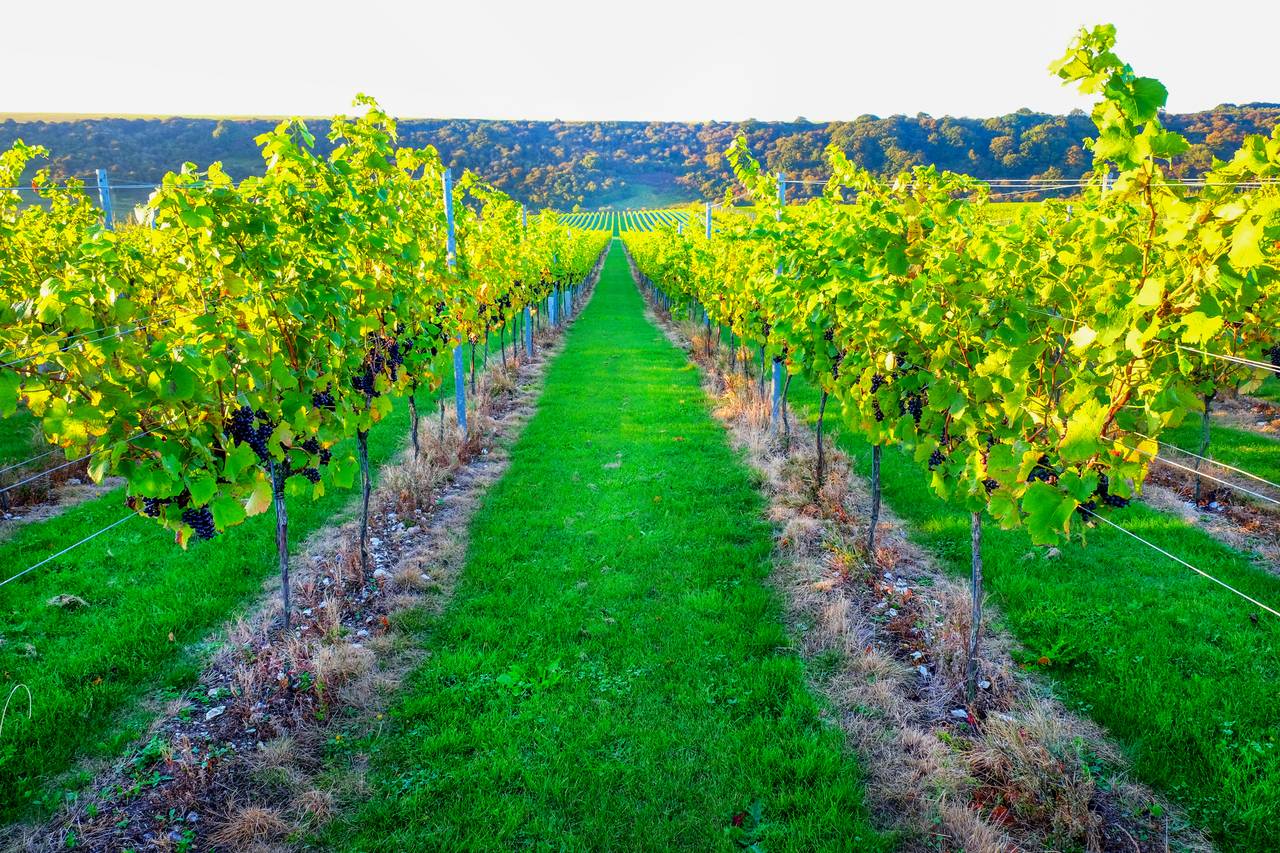 Reihen üppiger Reben in einem Weinberg mit grünem Gras dazwischen und einem fernen, baumbestandenen Horizont unter klarem Himmel