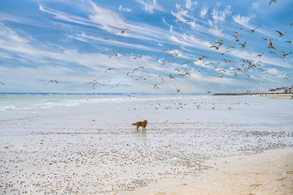 dog-friendly beaches in Normandy, France, ideal for a pet-friendly getaway