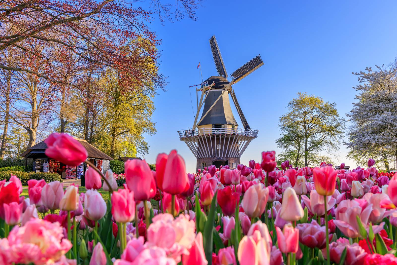 The Best B&Bs Near Keukenhof and the Tulip Fields