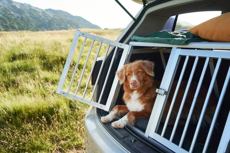 Ein braun-weißer Hund ruht in einer offenen Metall-Reisebox im Kofferraum eines Kombis, der auf einer grasbewachsenen Bergwiese geparkt ist.