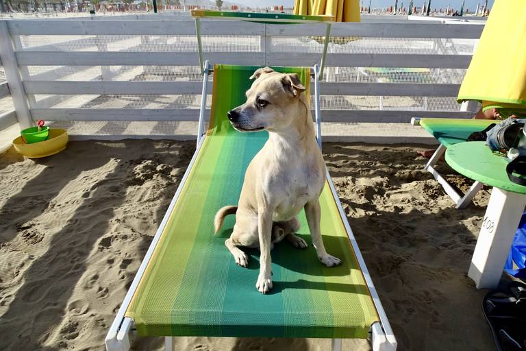 Sur l’île d’Oléron avec votre chien