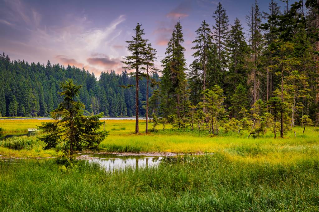 Eine ruhige Waldszene mit hohen Nadelbäumen, üppigem Gras und einem kleinen Teich unter einem bunten Himmel in der Dämmerung.