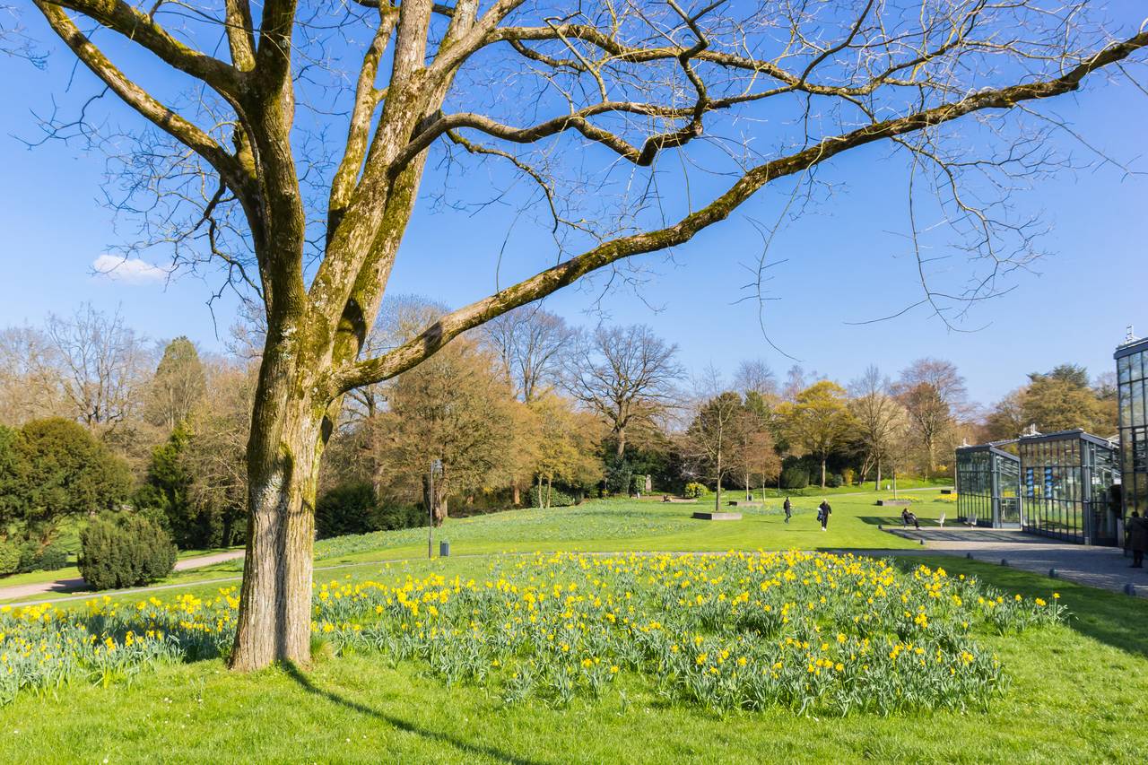 Ein großer Baum steht in einem Park mit einem Feld gelber Blumen, klarem blauen Himmel und einem gläsernen Gewächshaus im Hintergrund.