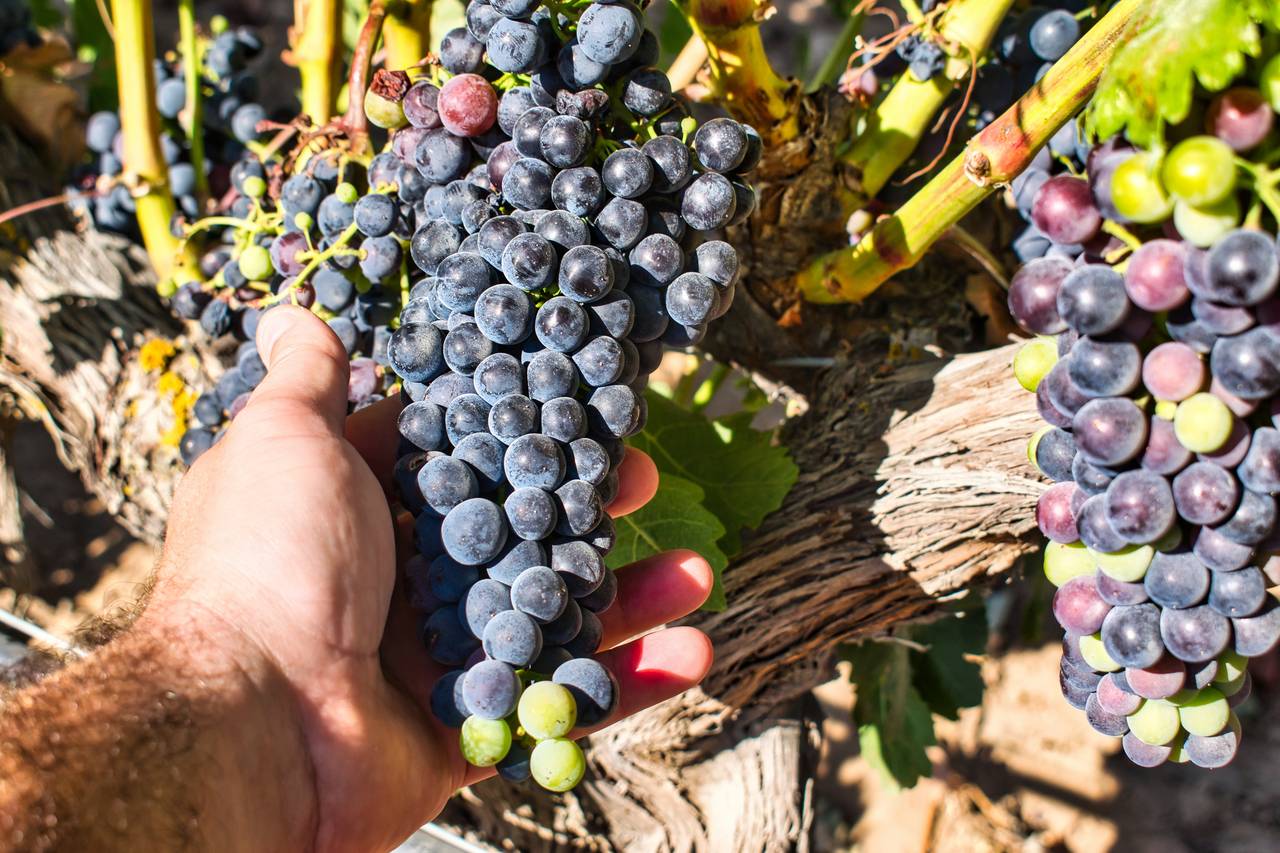 Ribera del Duero