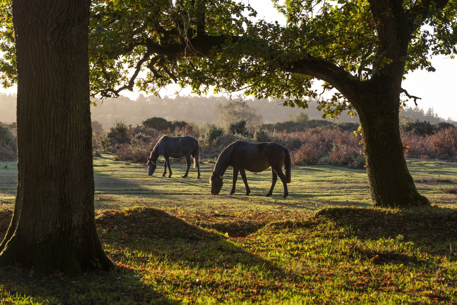 The New Forest - Hampshire